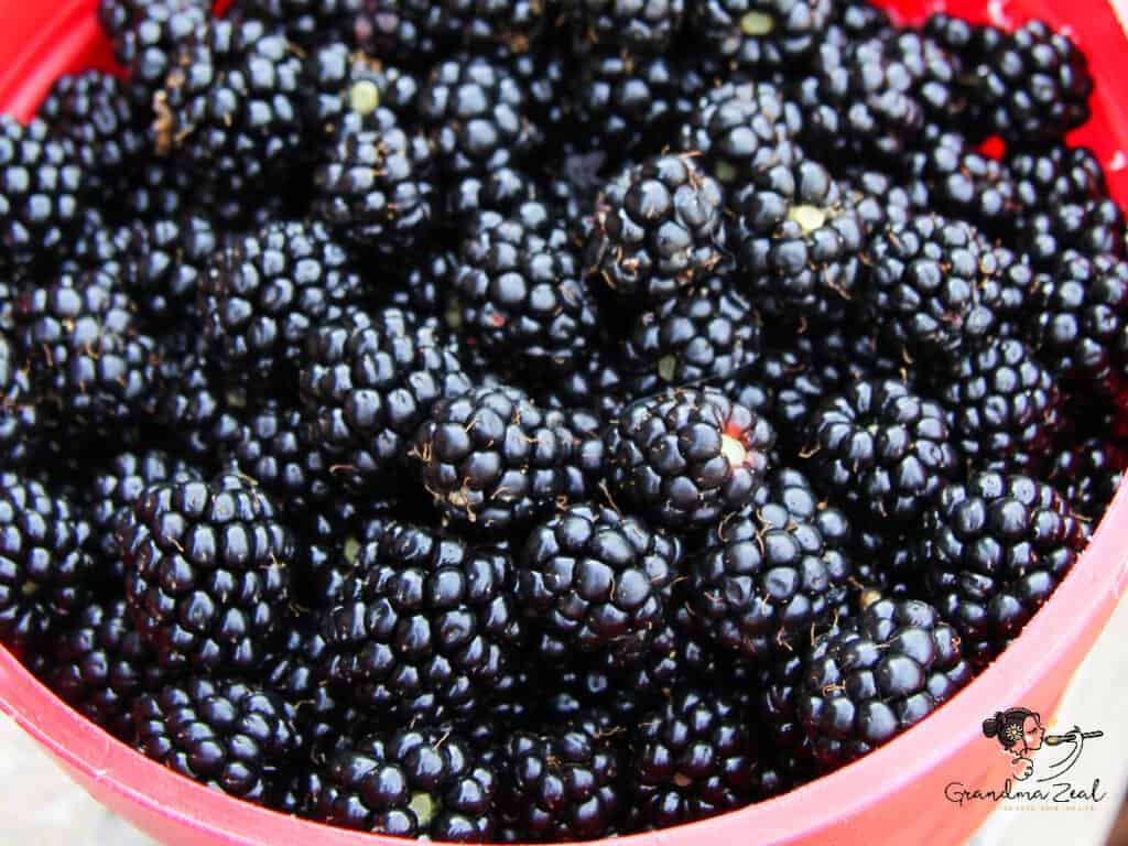 Close-up view of a bowl filled with fresh blackberries