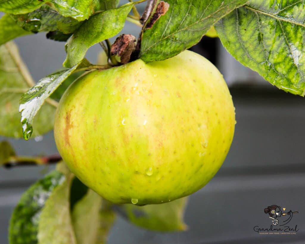 WHAT IS DIETARY FIBRE GOOD FOR? 6 HEALTHY BENEFITS TO KNOW Cooking apple hanging on a tree branch – a natural source of fibre