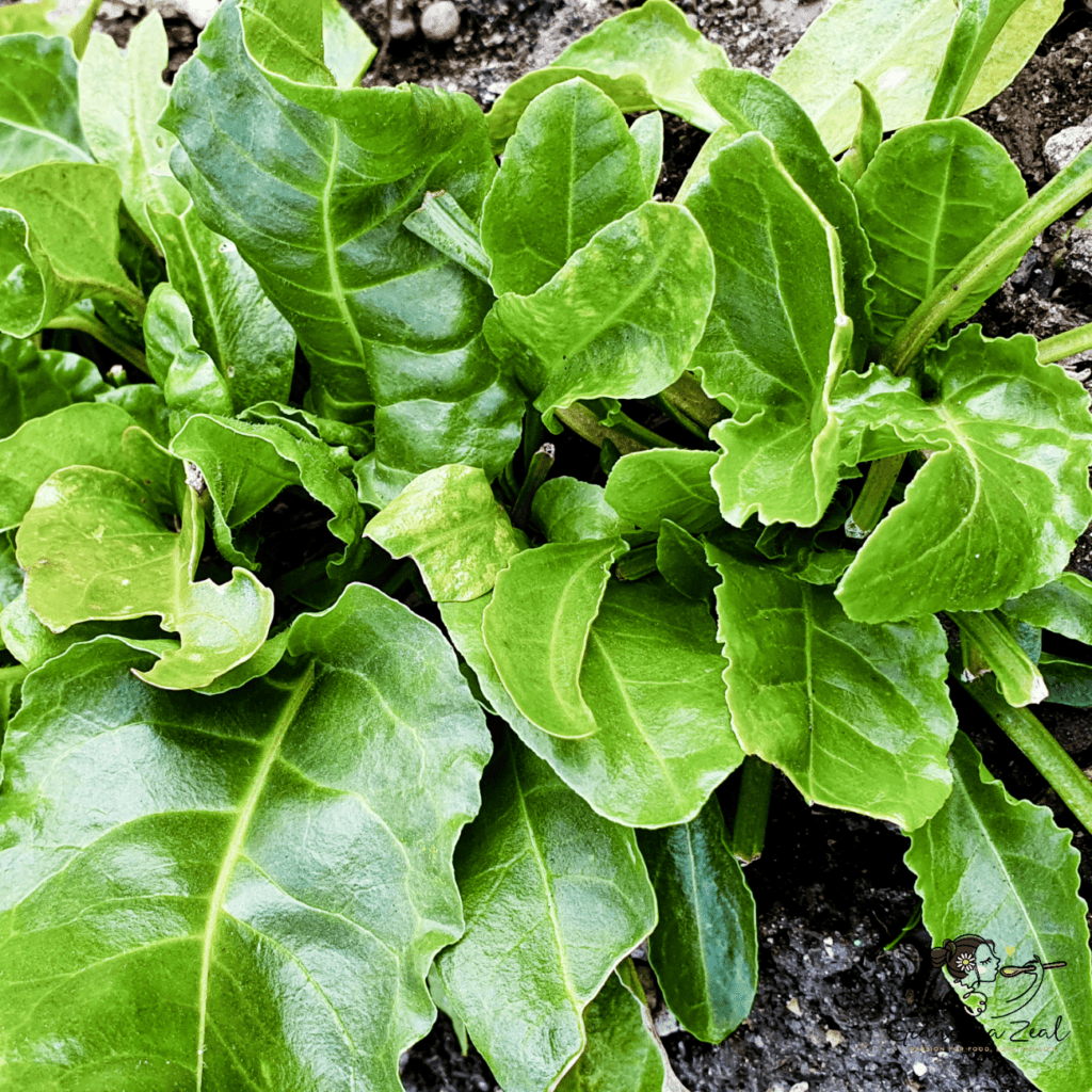 Close-up of fresh spinach growing in the garden, with vibrant green leaves.