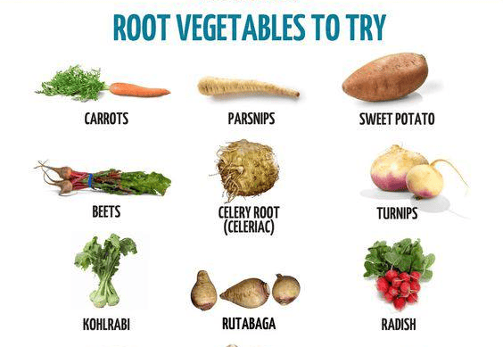 root vegetables illustration picture