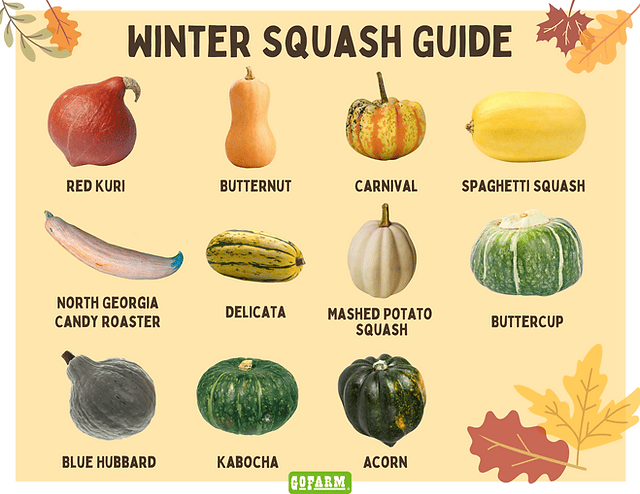 Different types of squash used for roasting, including butternut, kabocha, and red kuri.