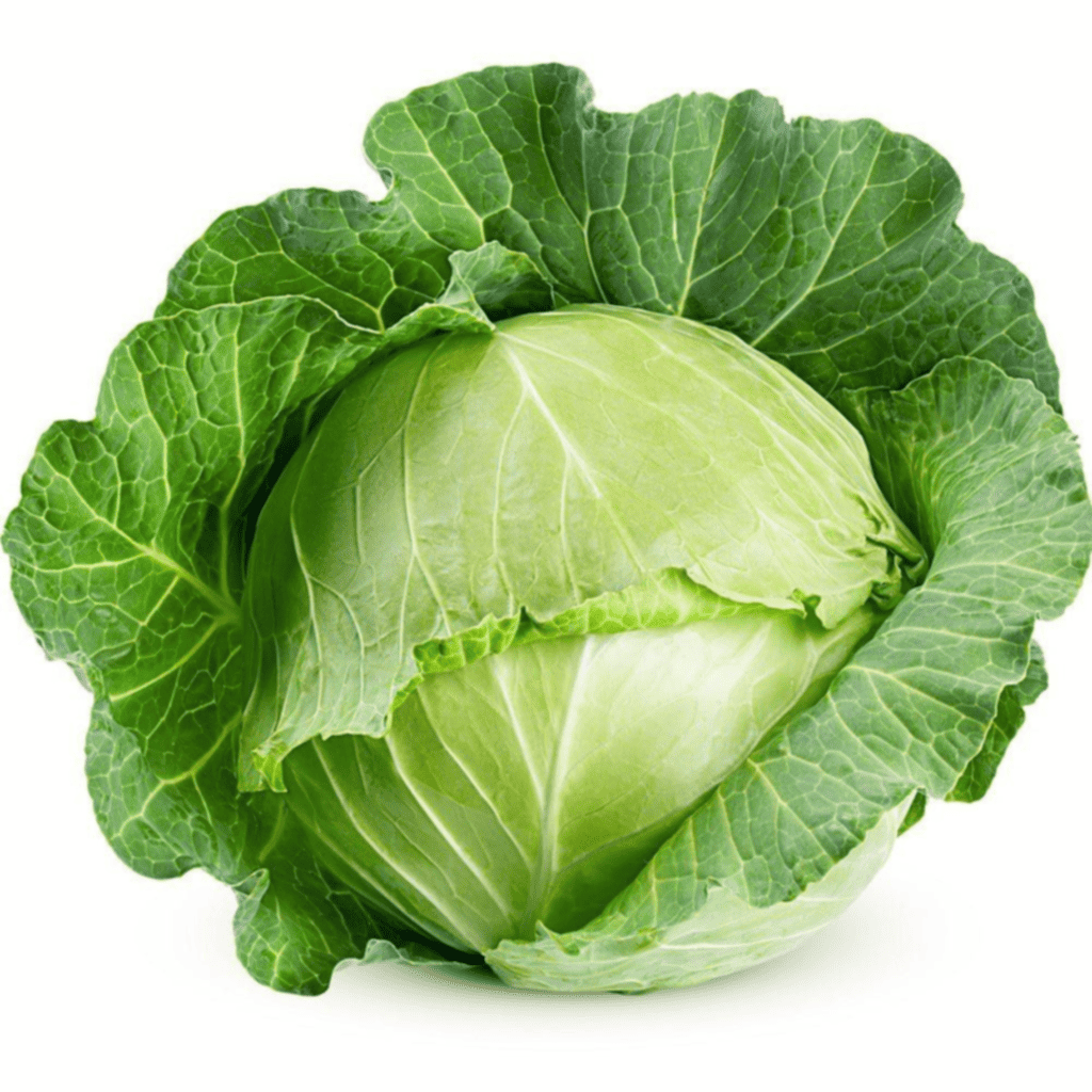 Illustration of Danish ball head cabbage with smooth, compact leaves.