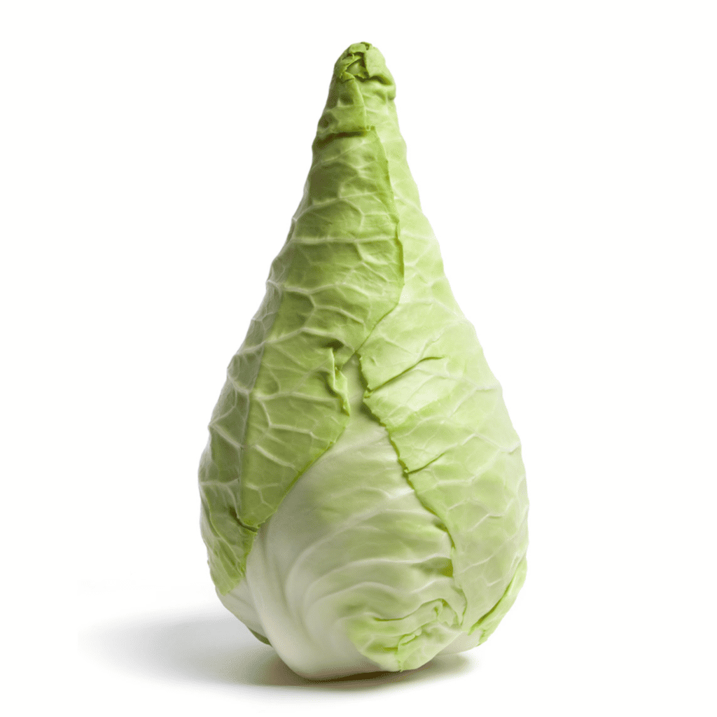  Illustration of sweetheart cabbage with its pointed, loose green leaves.