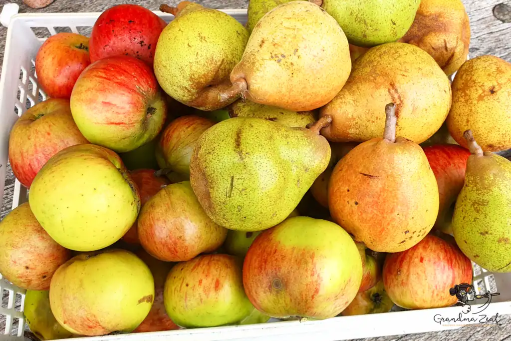 HEALTHY FRUIT CRUMBLE WITH APPLES, PEARS AND PLUMS Freshly picked apples and pears from the garden in a tray.